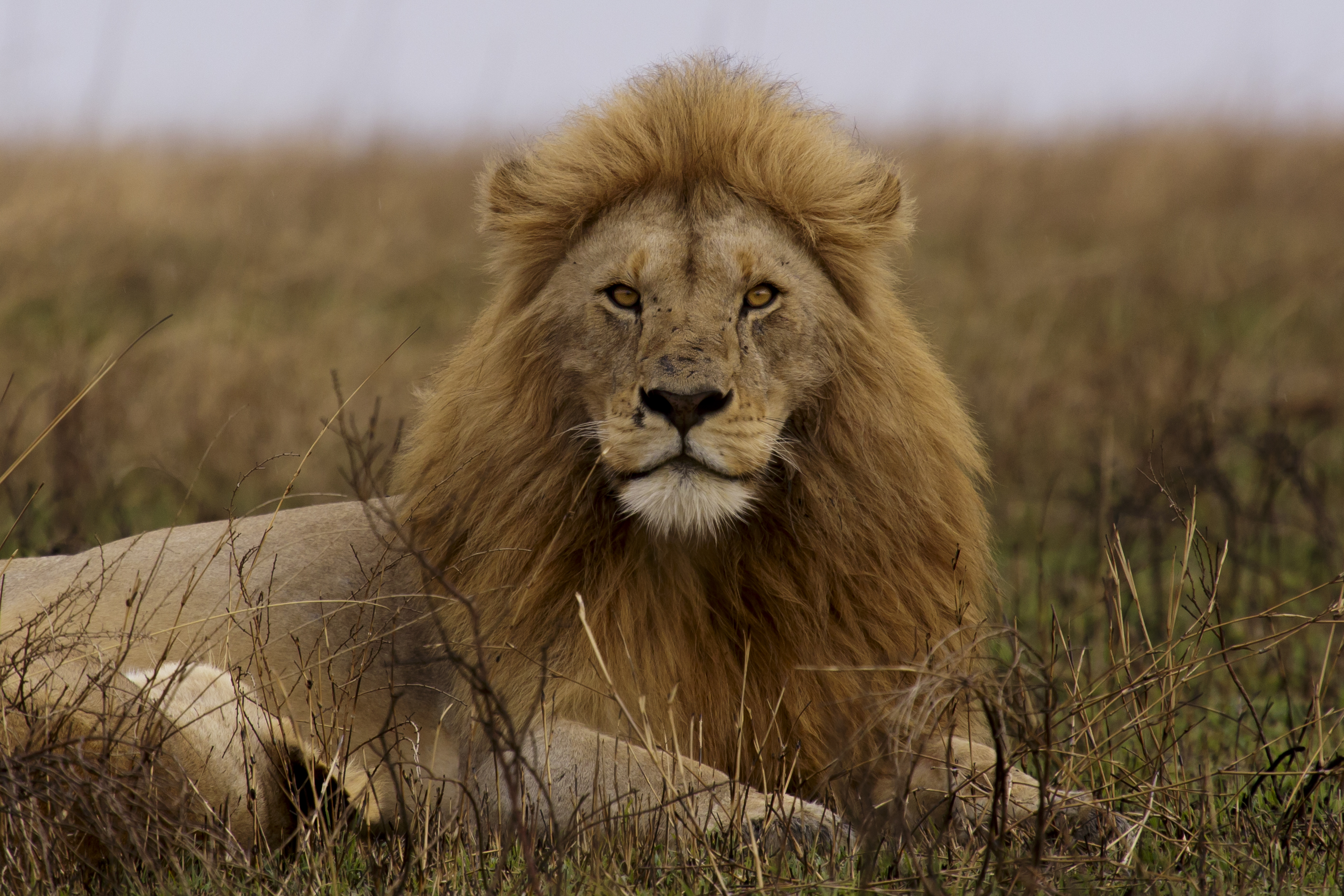 Male lion resting in golden grass in Serengeti National Park