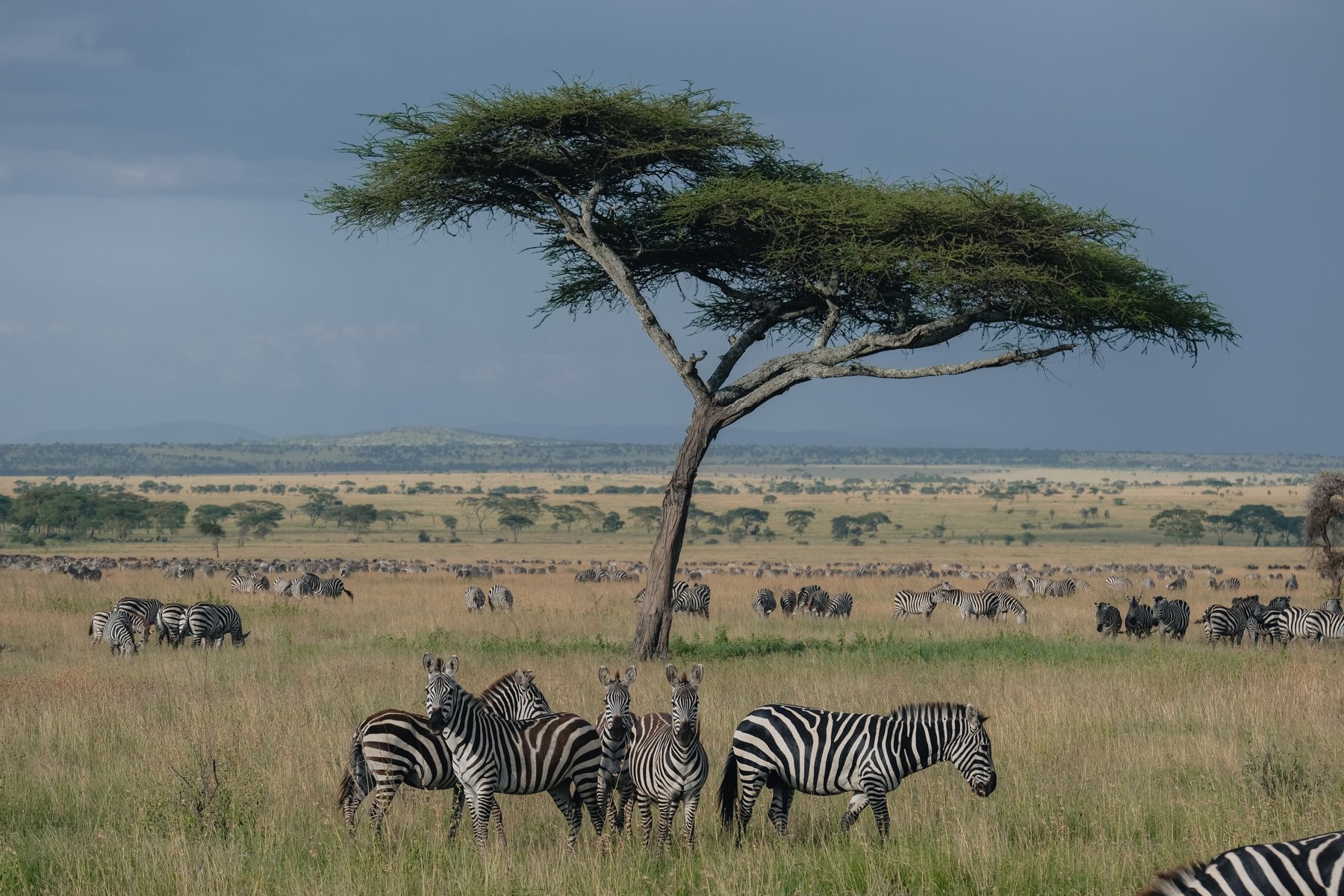 Zebras on the Serengeti plains